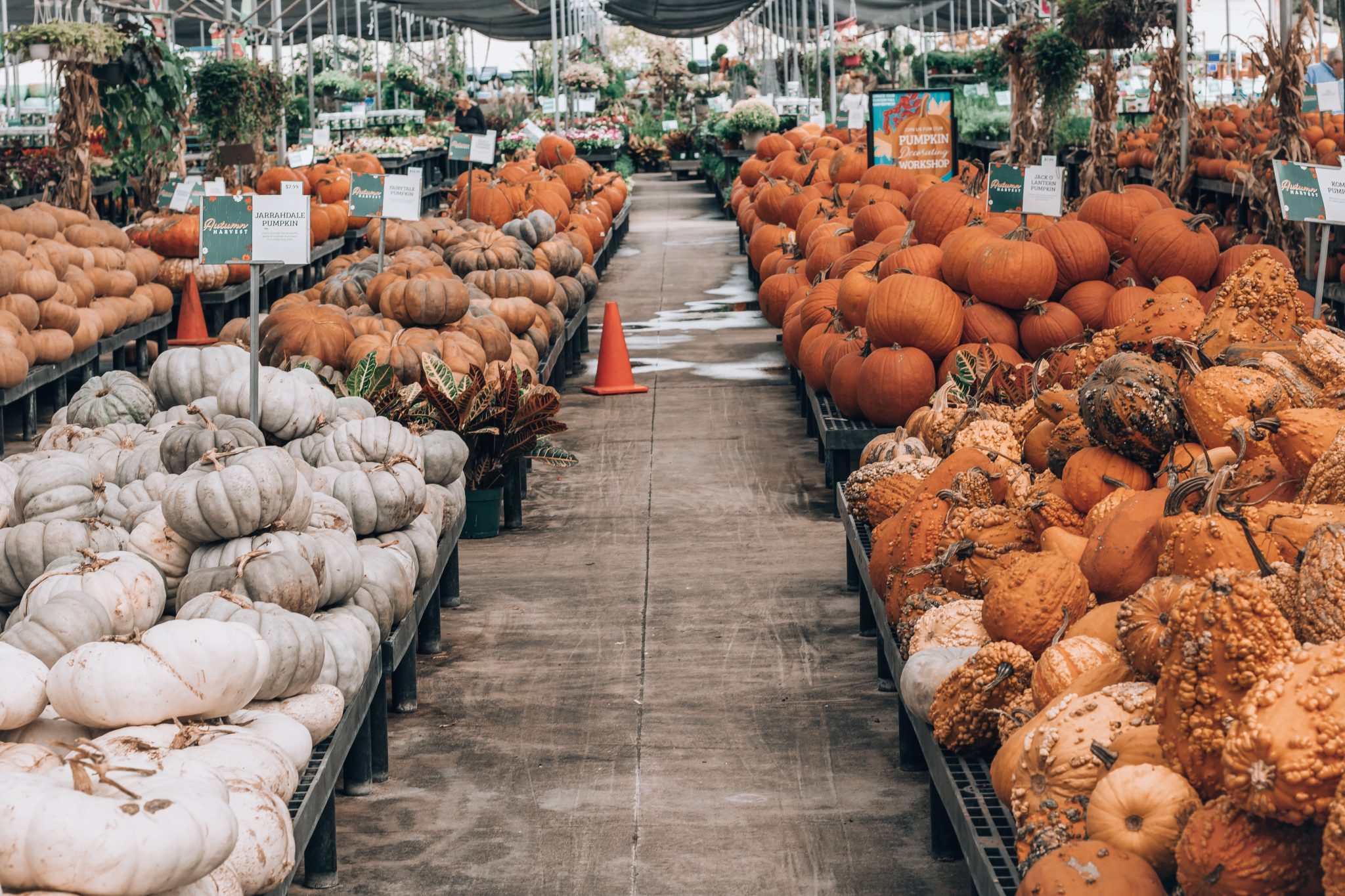 Cornelius Nursery Pumpkin Fest in Houston Texan Travels
